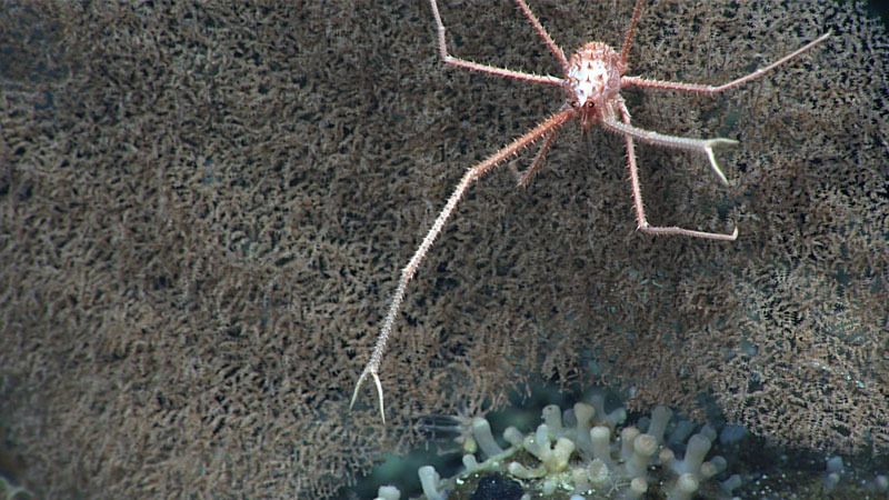 We spotted this squat lobster perched on a black coral at a depth of 999 meters (3,278 feet) during Dive 05 of the second Voyage to the Ridge 2022 expedition. Most squat lobsters are found in deeper waters and have very long claws (called chela) that can be twice as long as their bodies.