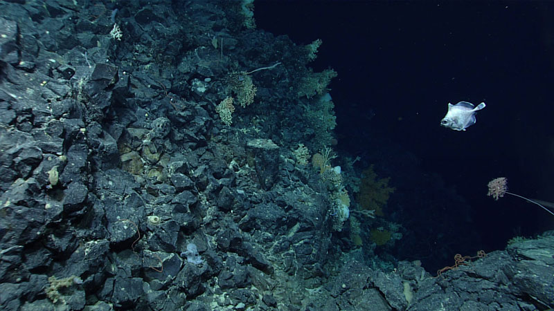 A rocky ridge of mainly intact fragmented pillow flows heavily covered in corals and sponges (and a photobombing False Boarfish), seen during Dive 06 of the second Voyage to the Ridge 2022 expedition.