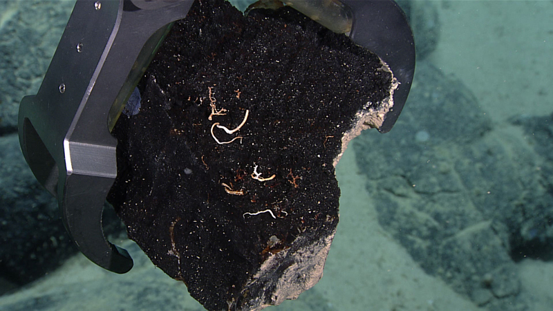 During Dive 07 of the second Voyage to the Ridge 2022 expedition, the skilled remotely operated vehicle pilots with the Global Foundation for Ocean Exploration were able to break off a piece of in-place pillow rind fragment for collection. This was one of three such in situ samples collected during the dive. This particular sample also happened to have several small worm tubes attached to it – biology bonus!