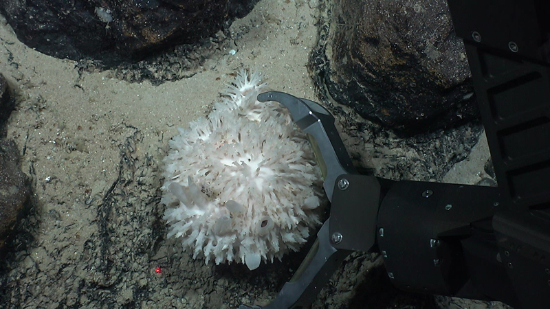 The claw on the manipulator arm of remotely operated vehicle Deep Discoverer reaches towards an interesting sponge collected at 1,199 meters (3,934 feet) depth during the eighth dive of the second Voyage to the Ridge 2022 expedition. This Polymastia sponge was one of several samples collected over the course of the dive.