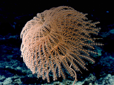 The characteristic spiral of the beautiful <em>Iridigorgia</em> coral is apparent in this image. This coral was seen at a depth of 1,163 meters (3,816 feet) growing on a large outcrop of basaltic debris, or talus, during Dive 08 of the second Voyage to the Ridge 2022 expedition.