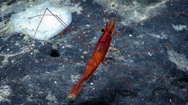 A thread-leg shrimp with very long legs sits atop a rocky outcrop coated with what is likely a ferromanganese crust and fine sediment. The shrimp was observed during Dive 09 of the second Voyage to the Ridge 2022 expedition at 1,470 meters (4,823 feet) depth.