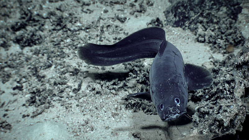 This cusk eel was seen at a depth of 1,495 meters (4,905 feet) during the ninth dive of the second Voyage to the Ridge 2022 expedition.
