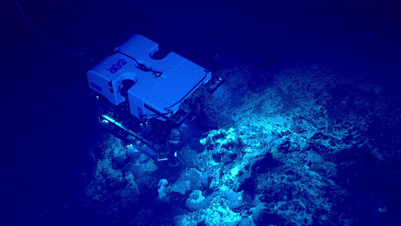 Remotely operated vehicle Deep Discoverer images an outcrop seen at 1,466 meters (4,810 feet) depth during Dive 09 of the second Voyage to the Ridge 2022 expedition. The outcrop was covered with life, including sponges and corals that served as habitat for other organisms.