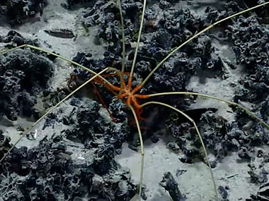 This pycnogonid, or sea spider, was seen ambling along a seafloor covered with pillow lavas at a depth of 1,477 meters (4,846 feet) during Dive 09 of the second Voyage to the Ridge 2022 expedition. The presence of the two thin orange limb-like structures hanging below the sea spider indicate it is likely a male. These ovigerous legs are used for holding and carrying eggs.