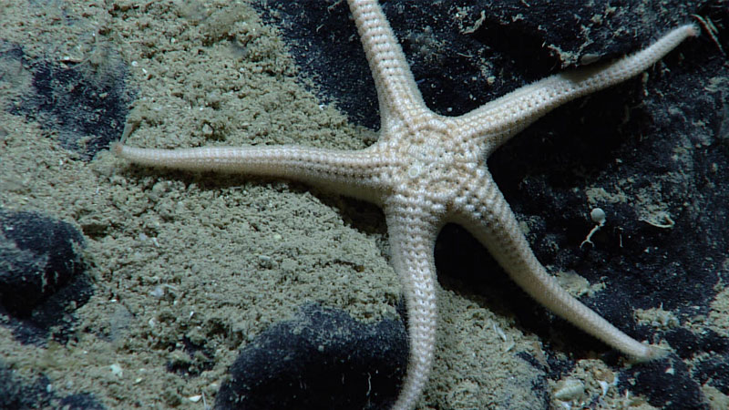 Sea stars are echinoderms, which translates to “spiny skin” and refers to hard parts embedded in their tissue which may protrude as spines. This sea star was seen on the seafloor at 1,823 meters (5,984 feet) depth during Dive 10 of the second Voyage to the Ridge 2022 expedition.