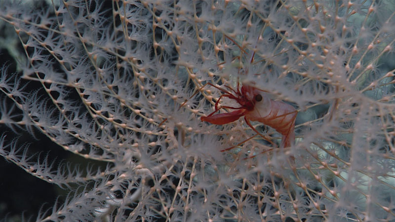 A shrimp peeks out from the branches of an Iridigorgia coral observed at a depth of 1,680 meters (5,512 feet) during Dive 10 of the second Voyage to the Ridge 2022 expedition.