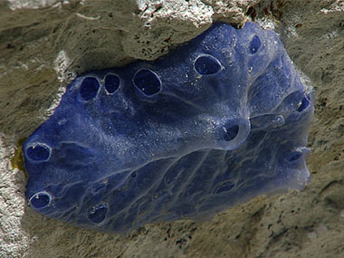 A blue encrusting demosponge seen during the first dive of the third Voyage to the Ridge 2022 expedition.