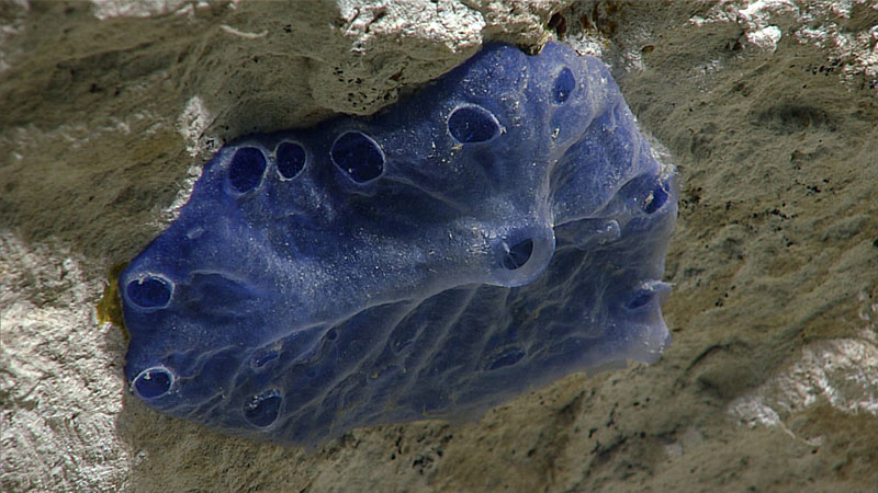 A blue encrusting demosponge seen during the first dive of the third Voyage to the Ridge 2022 expedition.