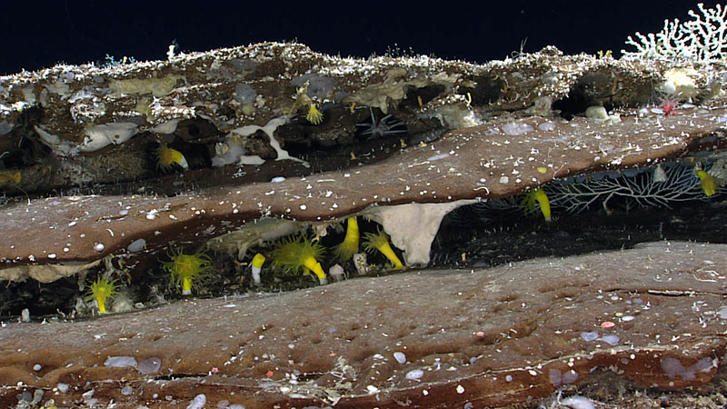 Illuminated by the lights of the remotely operated vehicle, a ledge on the side of a ridge reveals a number of bright yellow Leptopsammia formosa, a stony cup coral, as well as sponges and other coral species seen during Dive 02 of the third Voyage to the Ridge 2022 expedition, east of Formigas Rift.