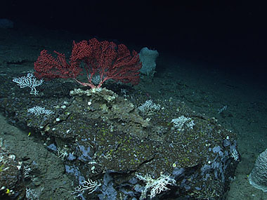 The seafloor and associated life seen during Dive 02 of the third Voyage to the Ridge 2022 expedition, east of Formigas Rift, including two large Haliclona magna sponges, encrusting demosponges, and large bubblegum coral (Paragorgia sp.)