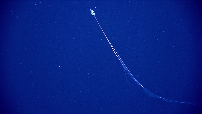 A comb jelly seen during a mid-water transect on Dive 03 of the third Voyage to the Ridge 2022 expedition.