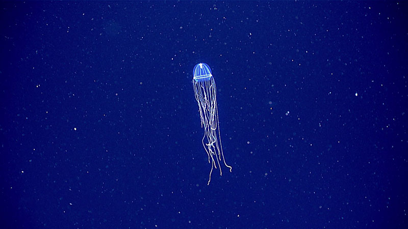A hydrozoan, identified as Colobonema sp., seen during a mid-water transect on Dive 03 of the third Voyage to the Ridge 2022 expedition.