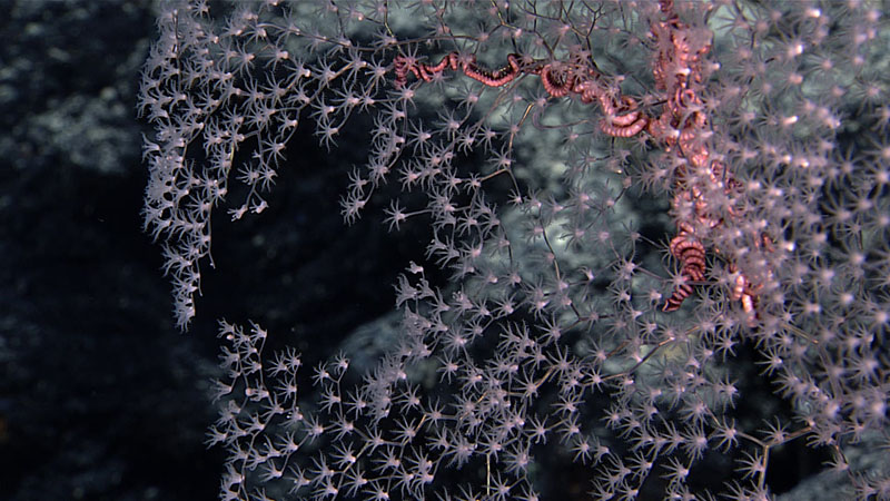 A coral (Metallogorgia sp.) entwined with orange brittle stars seen during Dive 04 of the third Voyage to the Ridge 2022 expedition.
