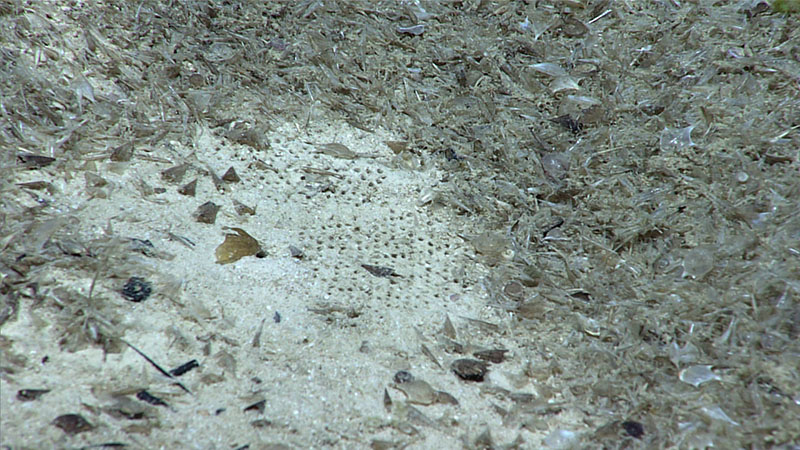A close-up of biogenic sediment showing many pteropod shells, as well as two Paleodictyon (possibly P. nodosum) traces of unknown biological origin, as seen during Dive 04 of the third Voyage to the Ridge 2022 expedition.