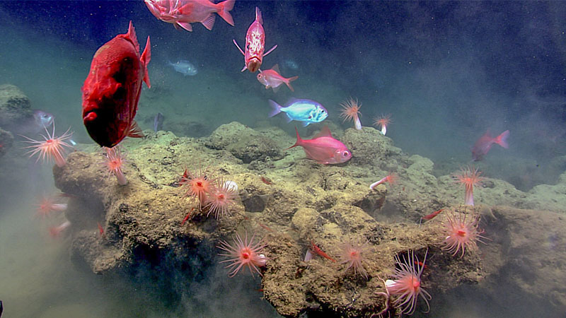 A variety of colorful fish and anemones seen at a rocky outcrop during Dive 05 of the third Voyage to the Ridge 2022 expedition.