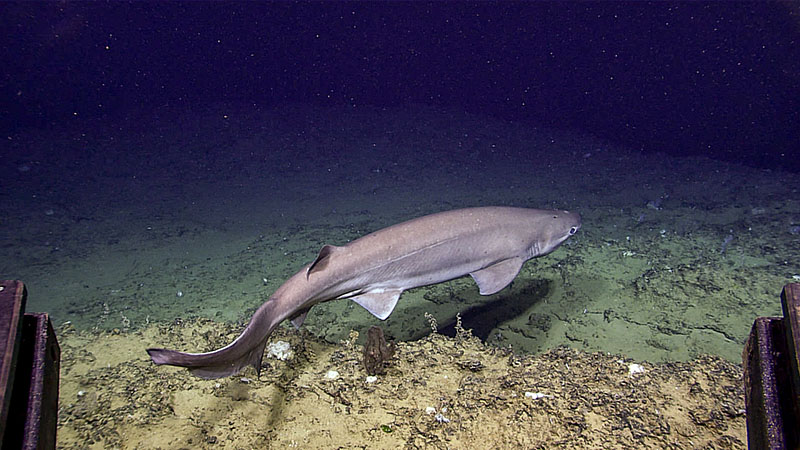 This sixgill bluntnose shark, approximately two meters (6.5 feet) in length, was seen during Dive 05 of the third Voyage to the Ridge 2022 expedition.