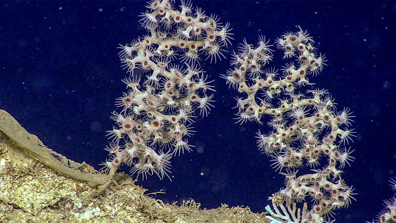 These pale, cuplike organisms are zoanthids, a soft-bodied animal related to anemones. They were observed covering the coiled skeletons of another unidentified organism during Dive 05 of the third Voyage to the Ridge 2022 expedition.