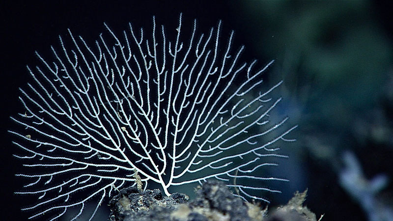 A bryozoan seen during Voyage to the Ridge 2022 Expedition 3, Dive 06, which took place at Mona Block.