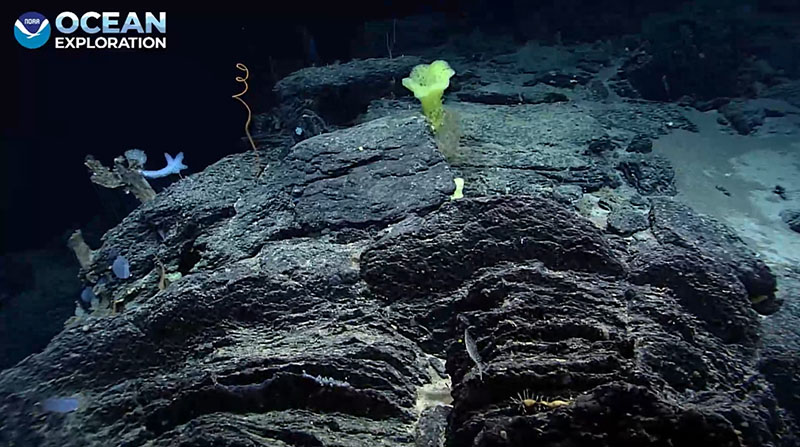 A view of a large rocky outcropping supporting an almost surreal assemblage of sponge and coral shapes, as seen during Voyage to the Ridge 2022 Expedition 3, Dive 06, which took place at Mona Block.