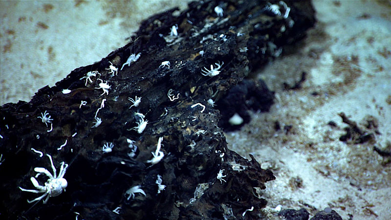 Scientists weren’t sure if this substrate was wood, metal, or rock, but it hosted a large number of small organisms, as seen during Voyage to the Ridge 2022 Expedition 3, Dive 06, which took place at Mona Block.