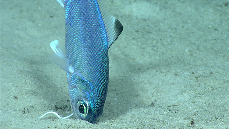 A beardfish (Polymixia sp.) exhibiting feeding behavior, as seen during Dive 08 of the third Voyage to the Ridge 2022 expedition.