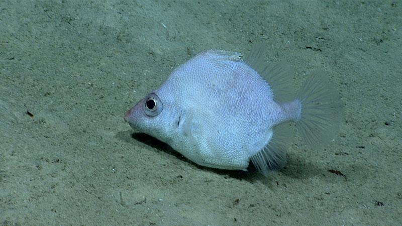 A file fish seen during Dive 08 of the third Voyage to the Ridge expedition.