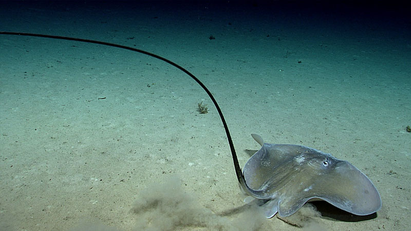 A graceful stingray (Dasyatis sp.) seen during Dive 08 of the third Voyage to the Ridge 2022 expedition.