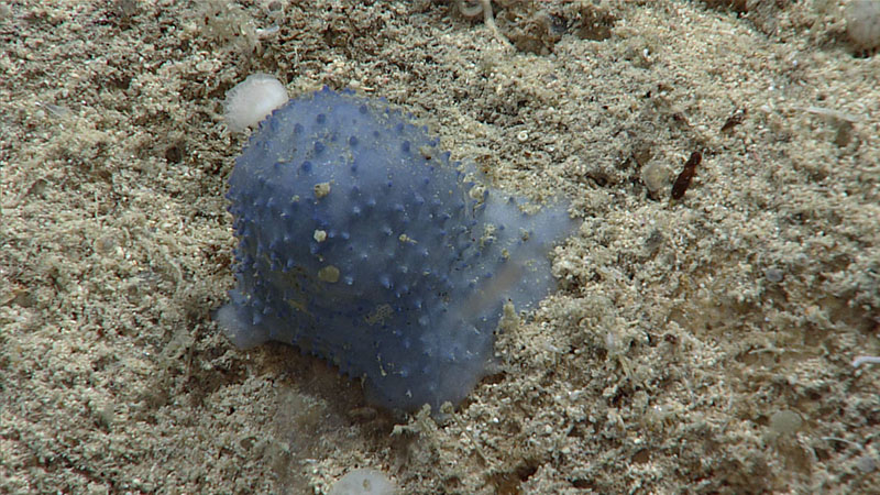 At the time of observation, scientists were uncertain whether this organism seen during Dive 08 of the third Voyage to the Ridge expedition was a soft coral, a sponge, or a tunicate.