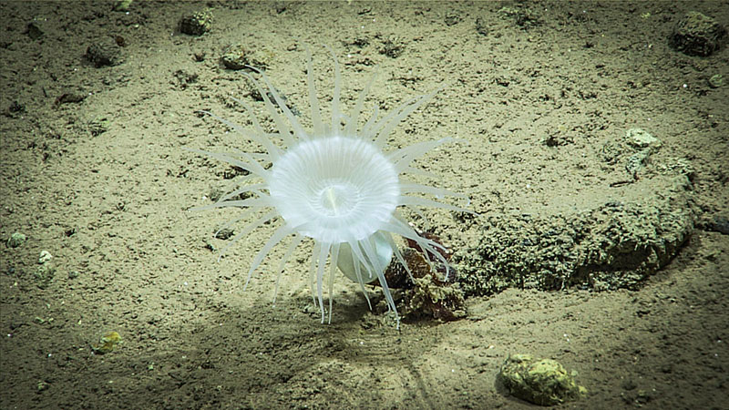A tube anemone seen during Voyage to the Ridge 2022 Expedition 3, Dive 09: Main Ridge.