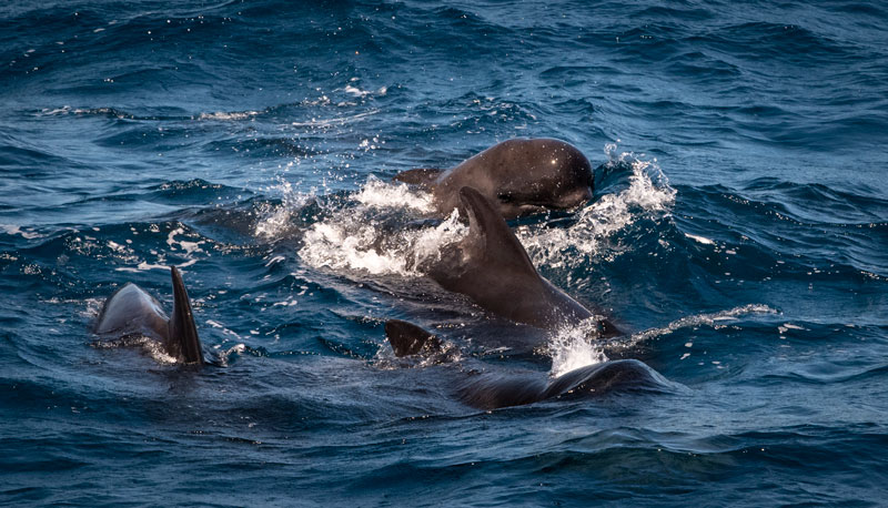 Although the first dive attempt of the Voyage to the Ridge 2022 Expedition 2 was not successful and we were not able to complete the dive, while waiting for operations to proceed, the team on board was treated to a pod of pilot whales feeding off the bow of NOAA Ship Okeanos Explorer.