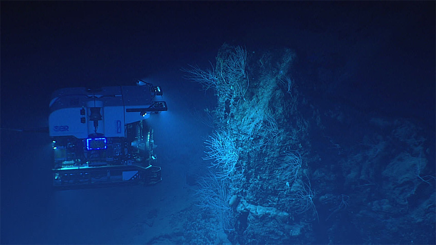 NOAA Ocean Exploration’s remotely operated vehicle Deep Discoverer will be used during Voyage to the Ridge 2022 to acquire high-definition visual data and collect limited samples in poorly explored areas along the Charlie-Gibbs Fracture Zone, Mid-Atlantic Ridge, and Azores Plateau. Here, Deep Discoverer hovers above several large igneous boulders covered in bamboo corals during a dive on a seamount within the New England Seamount Chain.