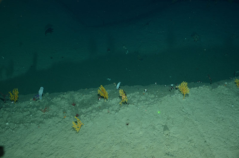 Several small red corals (Anthomastus sp.), yellow corals (Paramuricea sp.) with brittle star associates, and two white vase sponges are just a few of the organisms captured in this image taken at 1,419 meters in Veatch Canyon.