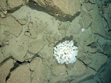 A white sponge approximately, 60 centimeters in length, is hosting two shrimp. Multiple smaller sponges, anemones, and urchins were also observed at this rock, cobble, and sedimented habitat at 820 meters depth in Gilbert Canyon.