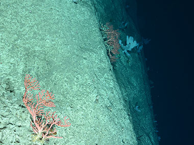 Deep-sea coral, Paragorgia arborea, on the edge of Hendrickson Canyon (ca. 1,775 meters) in the Toms Canyon complex.