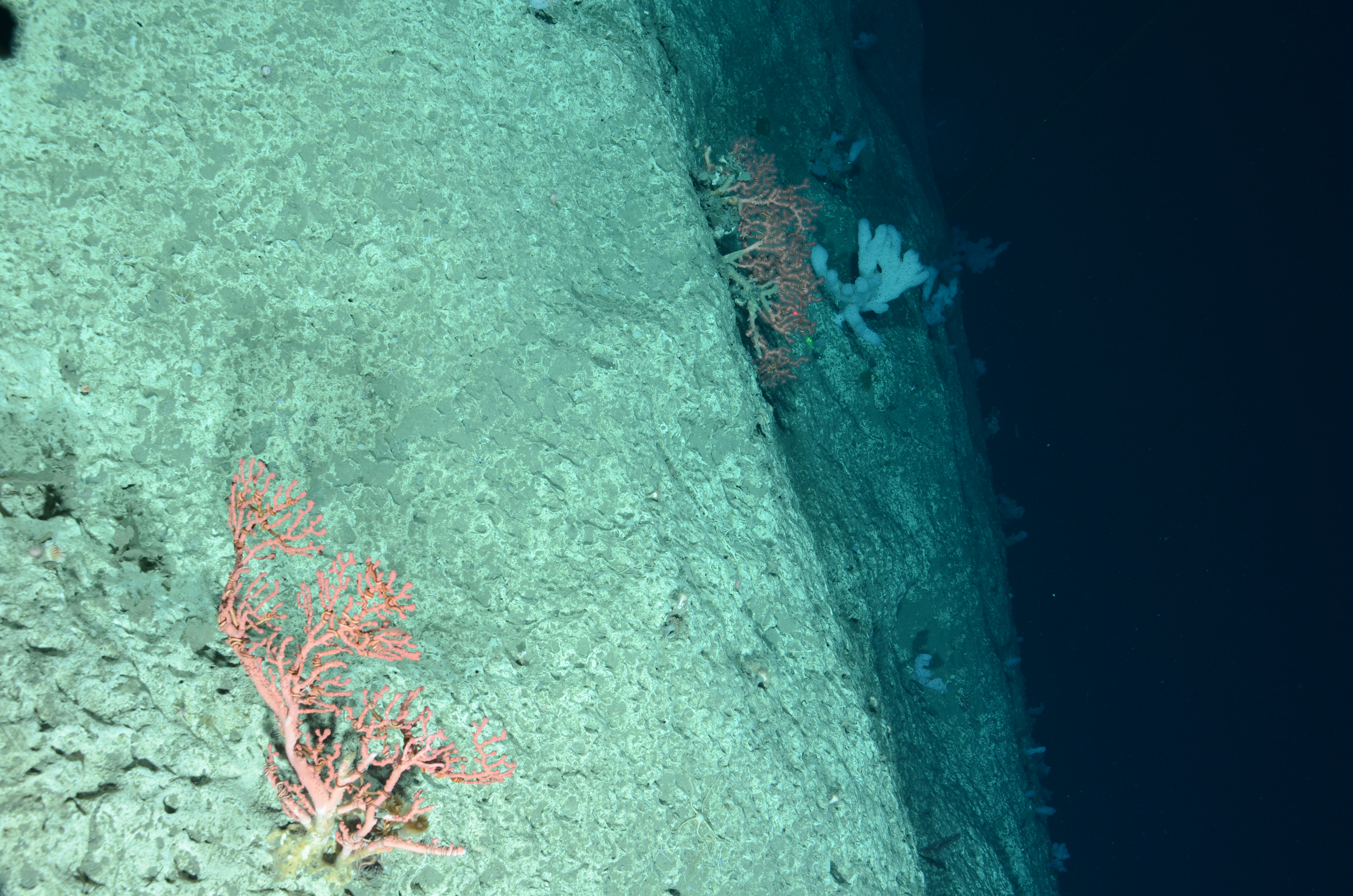 Самыми глубоководными водорослями являются. Жители дна океана. Что обитает на дне моря. Самое глубокое дно океана. Глубоководный каньон.