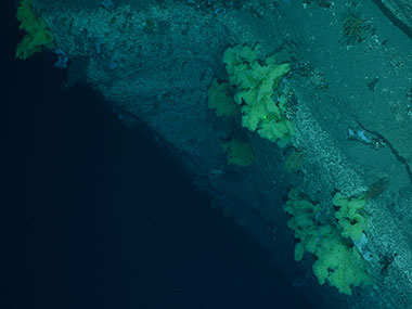 Image taken by Woods Hole Oceanographic Instution’s TowCam aboard the Henry B. Bigelow shows yellow sponges and deep-sea corals on the edge of Middle Tom’s Canyon (ca. 1,600 meters).