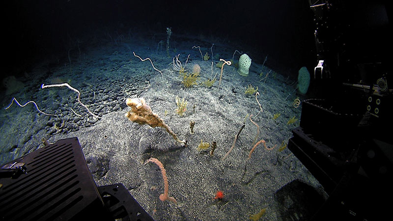 View from Deep Discoverer of a deep coral and sponge community along the Northampton Seamount Ridge, seen during the 2015 expedition.