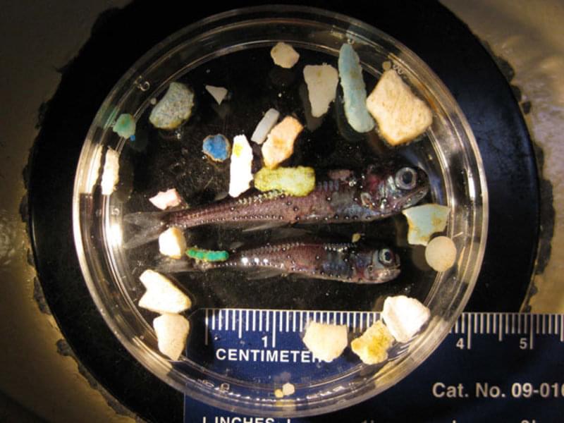 Two lanternfish were collected along with several bits of plastic during the Scripps Institution of Oceanography SEAPLEX voyage.