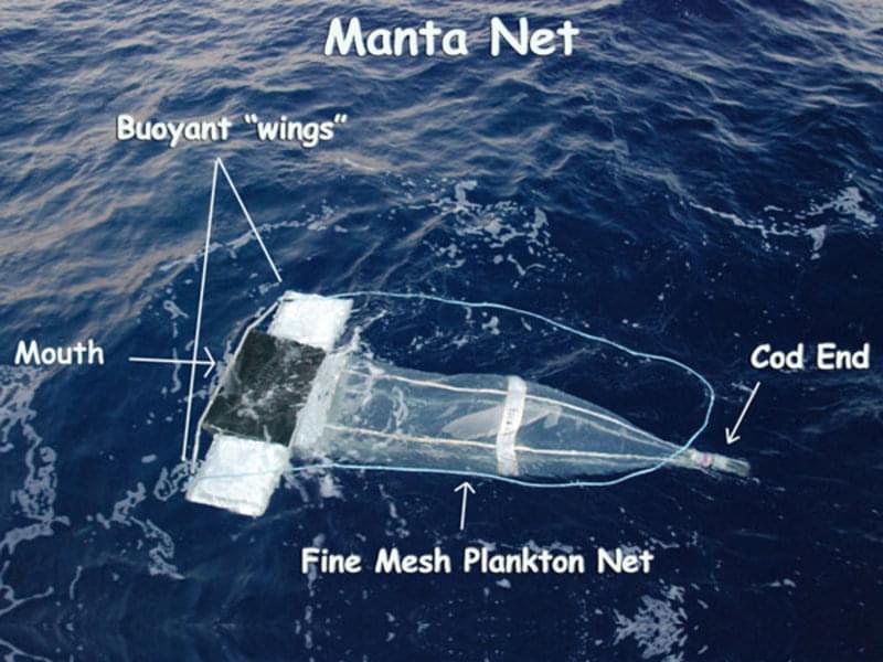 Diagram of a manta net. Seawater enters the mouth and is filtered through a fine, mesh plankton net. Each tow is 15 minutes long, and filters a surface area equivalent to an Olympic-sized swimming pool, concentrating debris and critters at the “cod end” of the net.