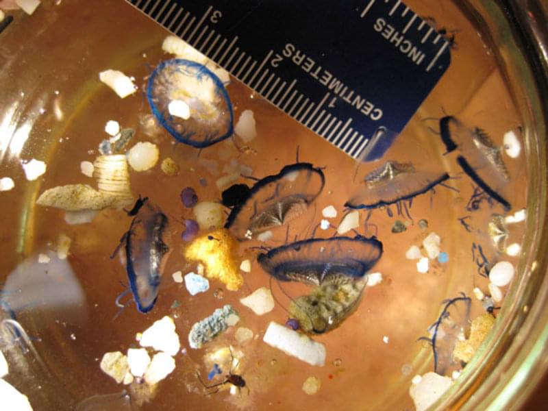 North Pacific Ocean Gyre collections from Scripps Institution of Oceanography scientists aboard the SEAPLEX voyage in August of 2009 revealed small jellyfish (Velella velella) with lots of plastic.