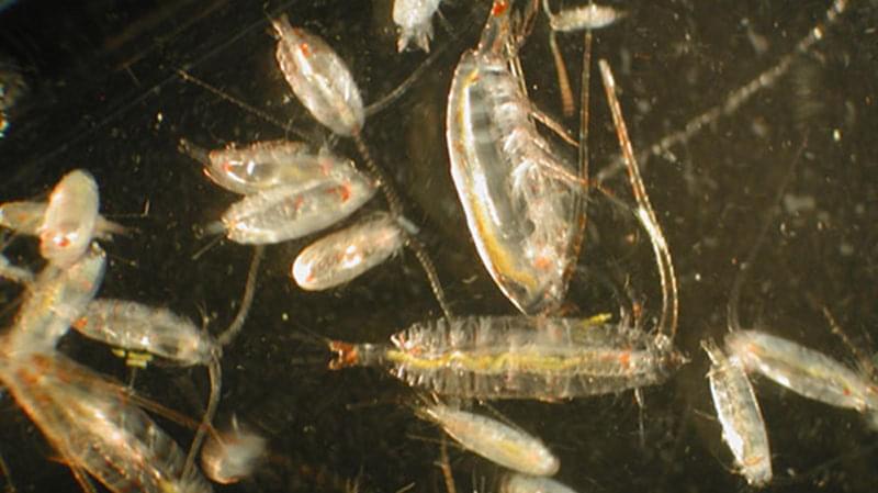 The tiny dots in Figure 3 are tiny zooplankton, difficult to see with the naked eye. Here some zooplankton are imaged under the microscope.