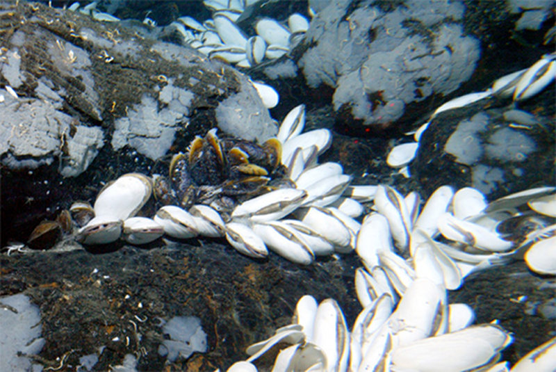 The giant clam Calyptogena magnifica was seen in abundance at the “Calyfield” vent field.