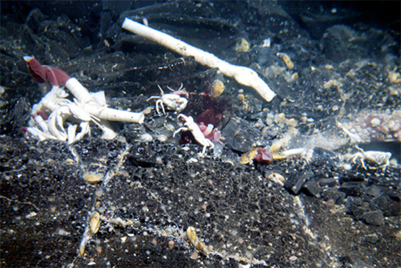Bythograeid crabs and the giant tubeworm Riftia pachyptila found at the ‘Rosebud’ vent site.