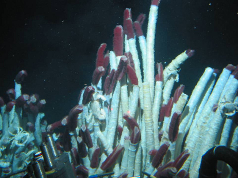 The Garden of Eden vent field as seen most recently by Alvin in 2005.  This site, hosting Riftia tubeworm tubes, greater than 10 feet in length (shown here), was among the first to be discovered along the Rift, and as of 2005, has been active for more than 20 years.