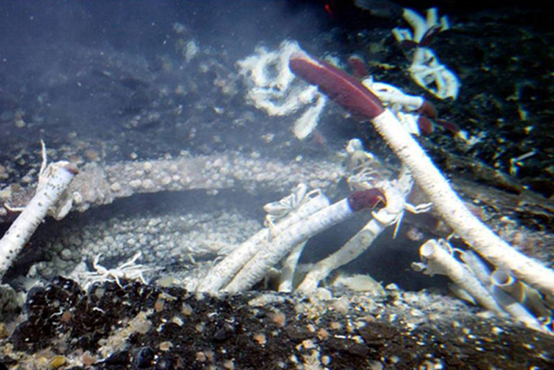 Rosebud vent site as seen during its discovery in 2002. The largest Riftia tubeworms shown here, all less than 2 feet-tall, colonize diffuse vent habitats between broken pieces of fresh lava.