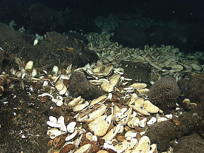 Extensive beds of the giant clam Calyptogena magnifica were in abundance at the yet unnamed vent field.