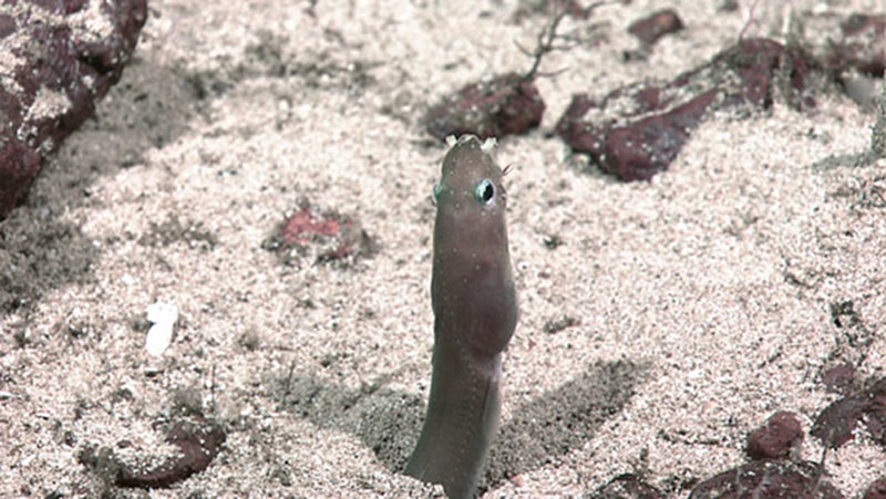 An unidentified species of eel peeks up at the ROV from its hole in the seafloor sand.