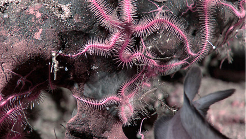 Pink brittle stars in the 400m shallow zone along the summit margin. The brittle stars are on a red substrate, hypothesised to be fossil shallow-water corals.