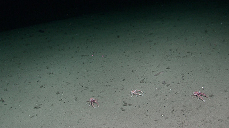 Squat lobsters in the seamount transition zone, a flat area between the rim and the summit cone. The squat lobsters in this area all appeared to face east.